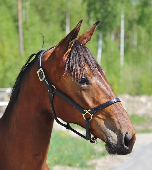 Champlain Wania